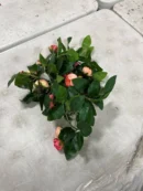 Sunflower Garlands: 92% Off Original Retail